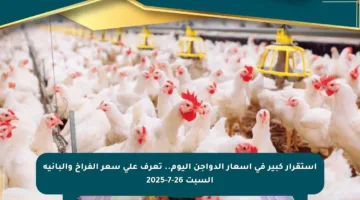 استقرار كبير في أسعار الدواجن اليوم.. تعرف على سعر الفراخ والبانيه السبت 26-7-2025